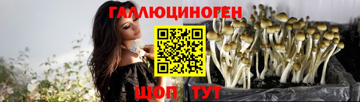 Галлюциногенные грибы Psilocybine cubensis  Вход с VPN  Назрань 